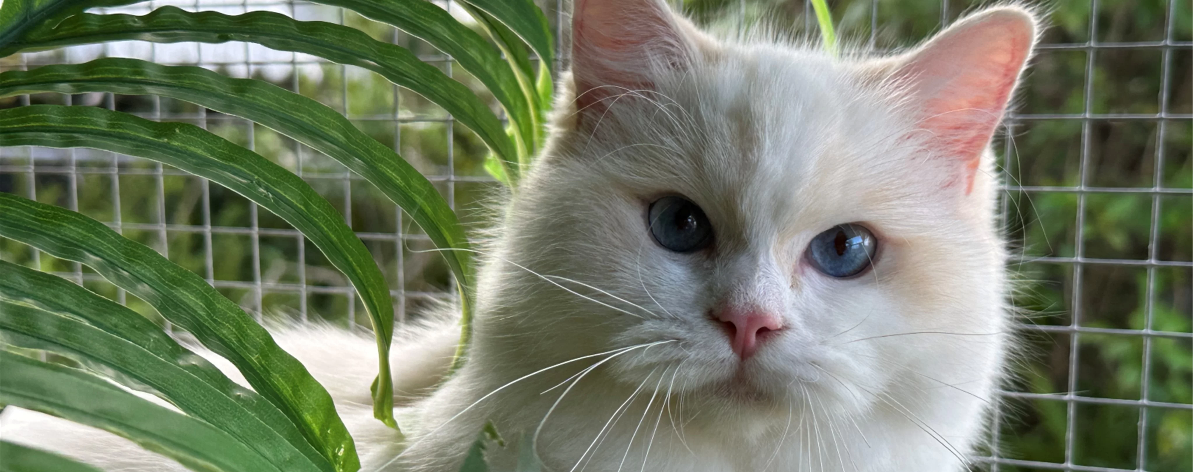 Ragdoll Kitten 3