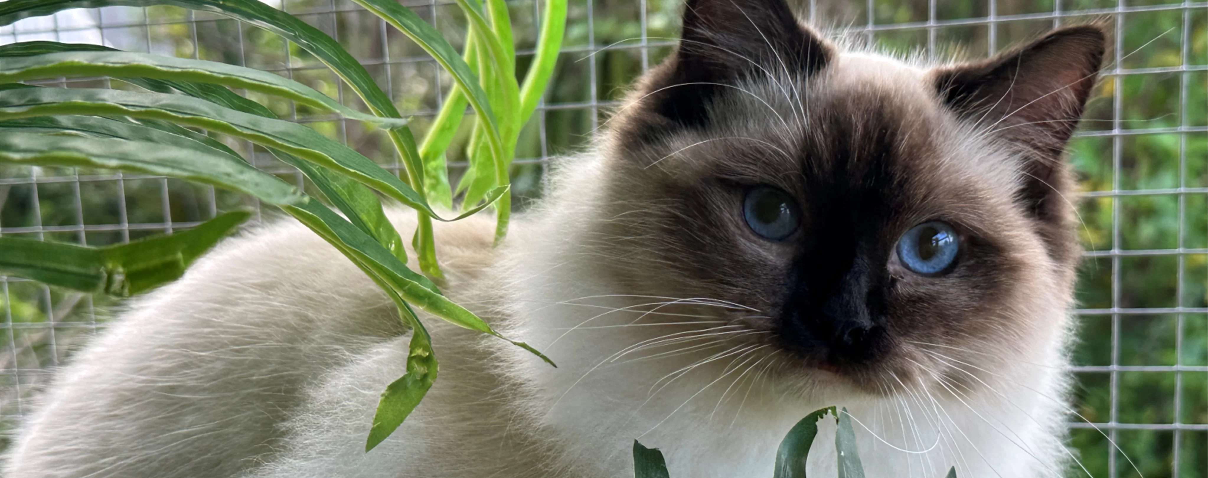 Ragdoll Kitten 3