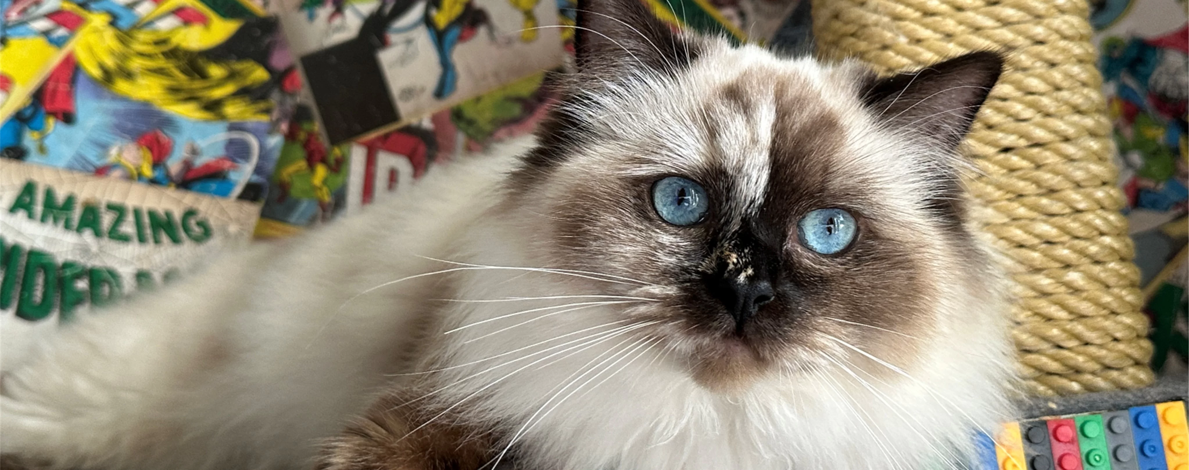 Ragdoll Kitten 3