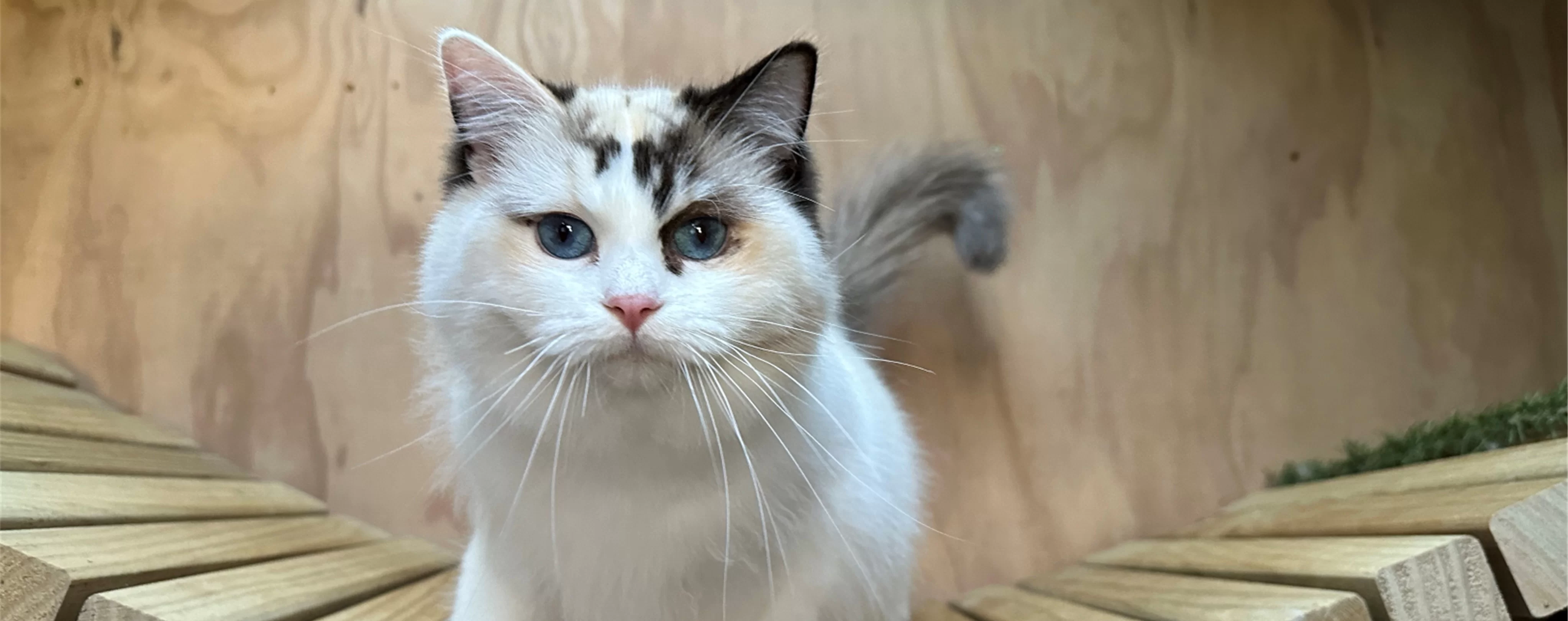 Ragdoll Kitten 3