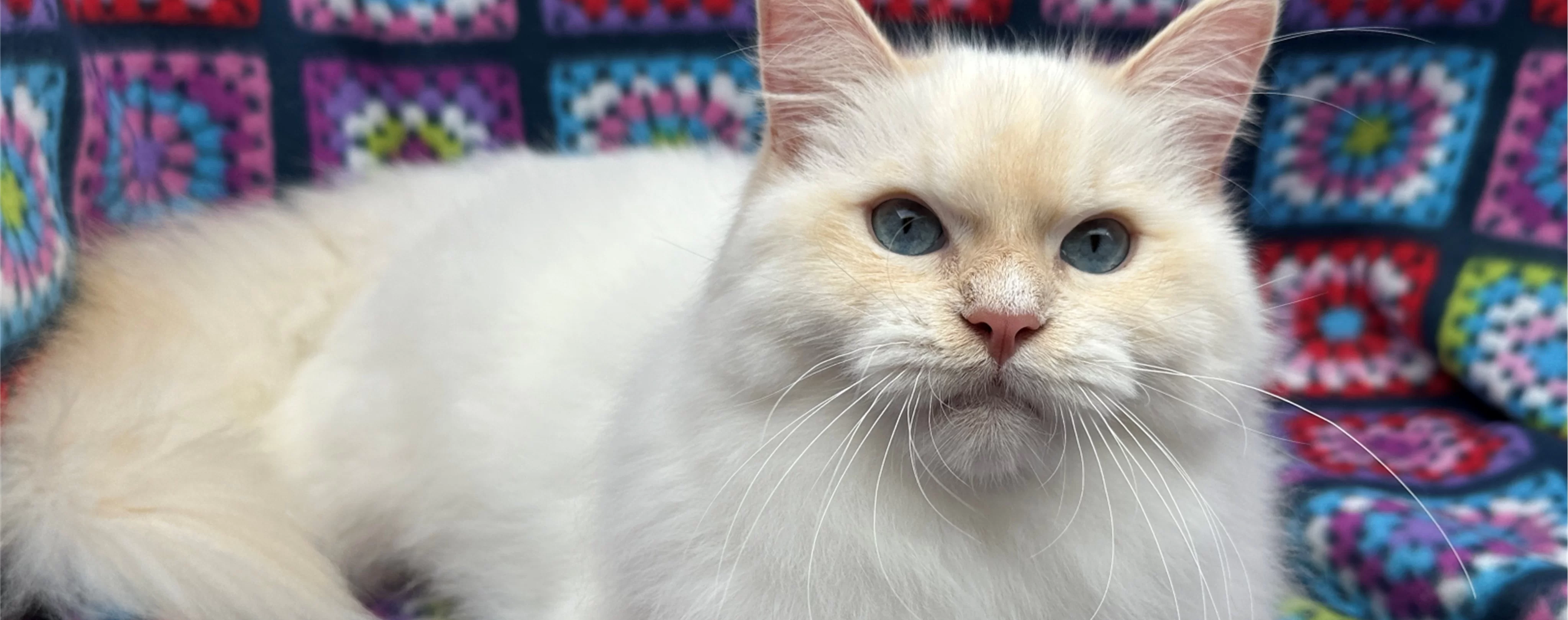 Ragdoll Kitten 2