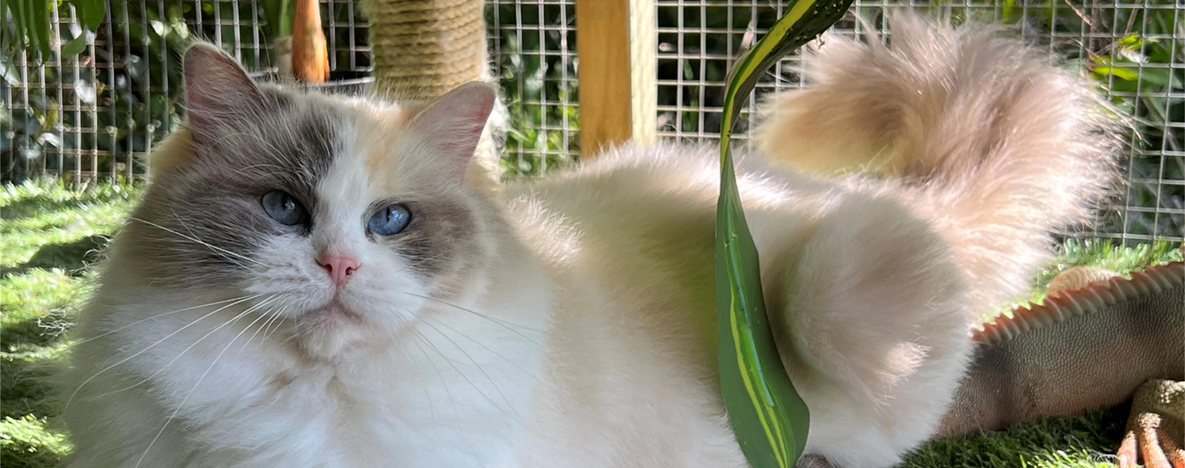 Ragdoll Kitten 3