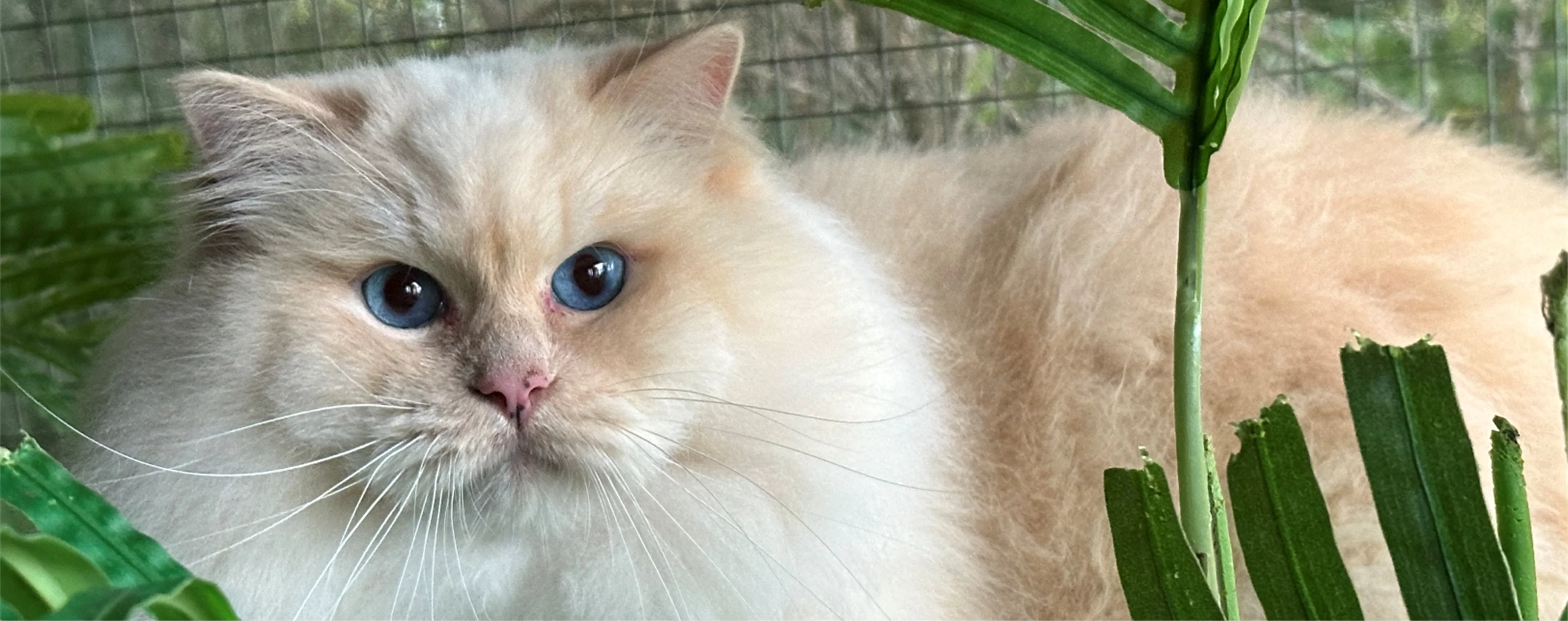 Ragdoll Kitten 3