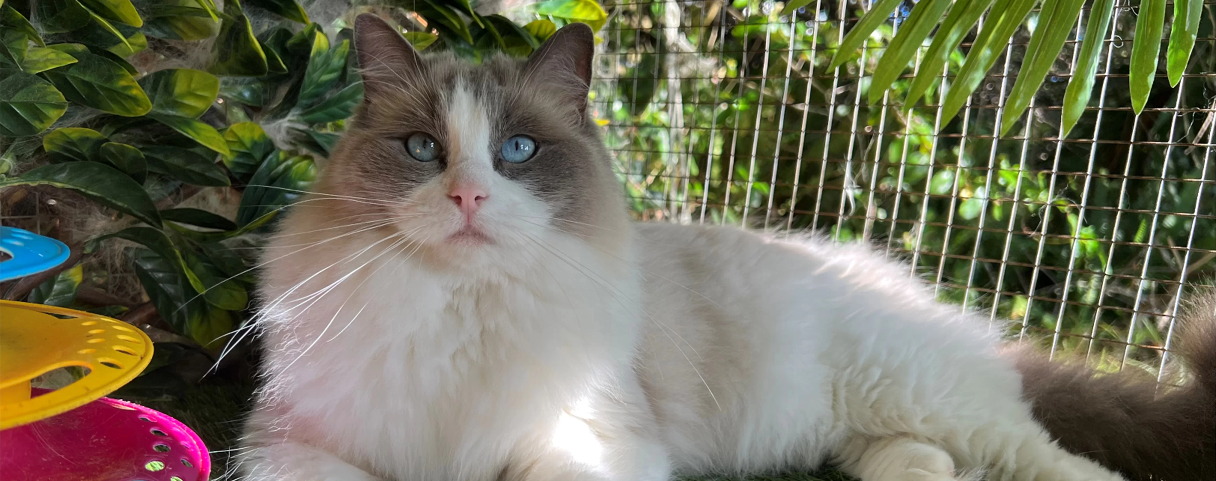 Ragdoll Kitten 3