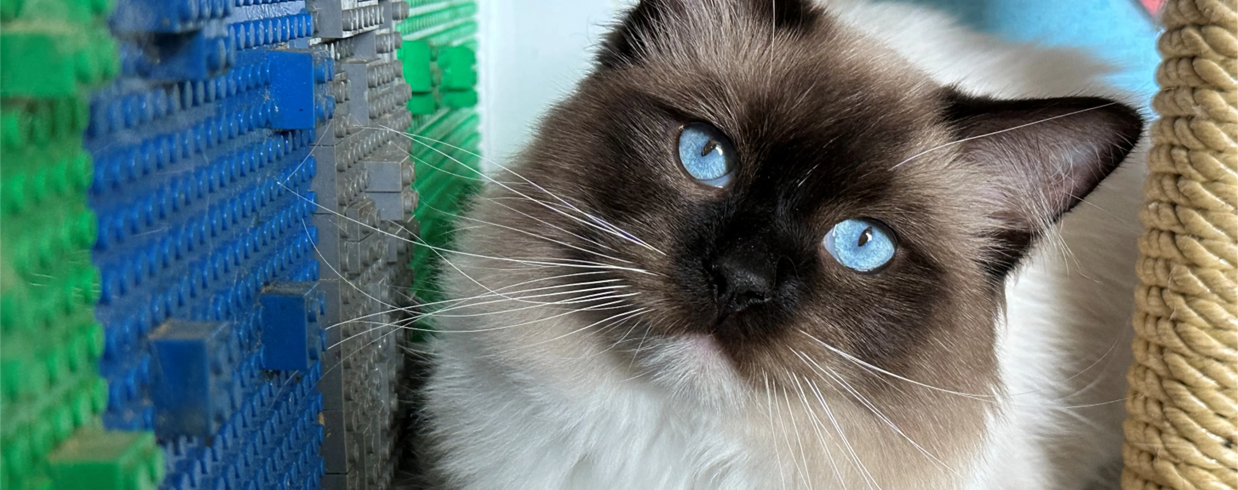 Ragdoll Kitten 3