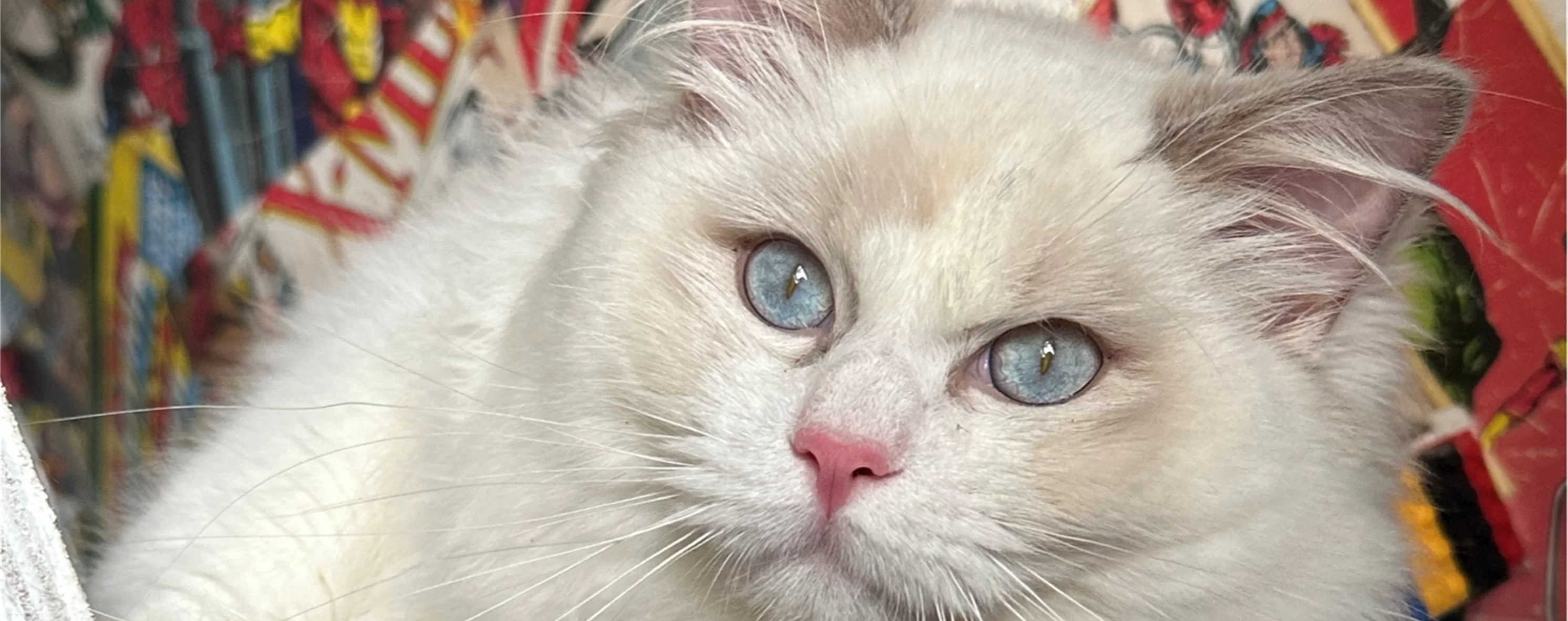 Ragdoll Kitten 3