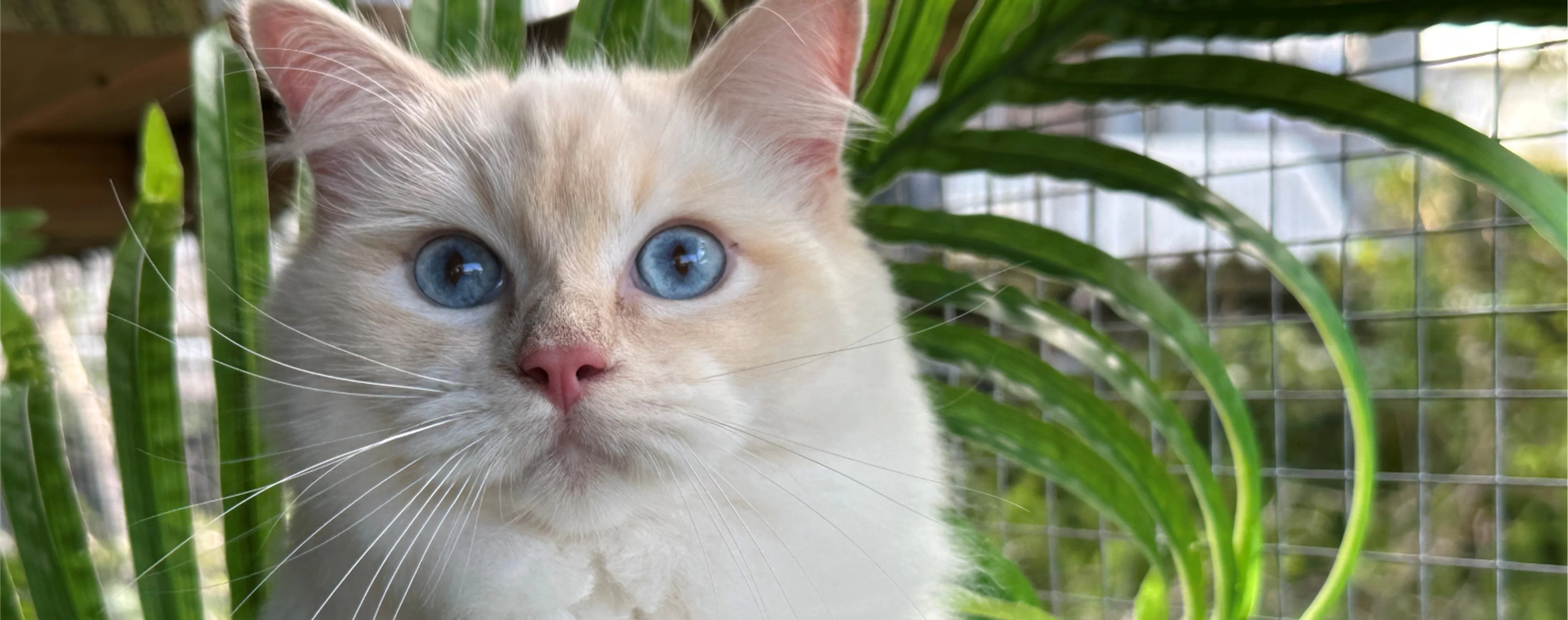 Ragdoll Kitten 3