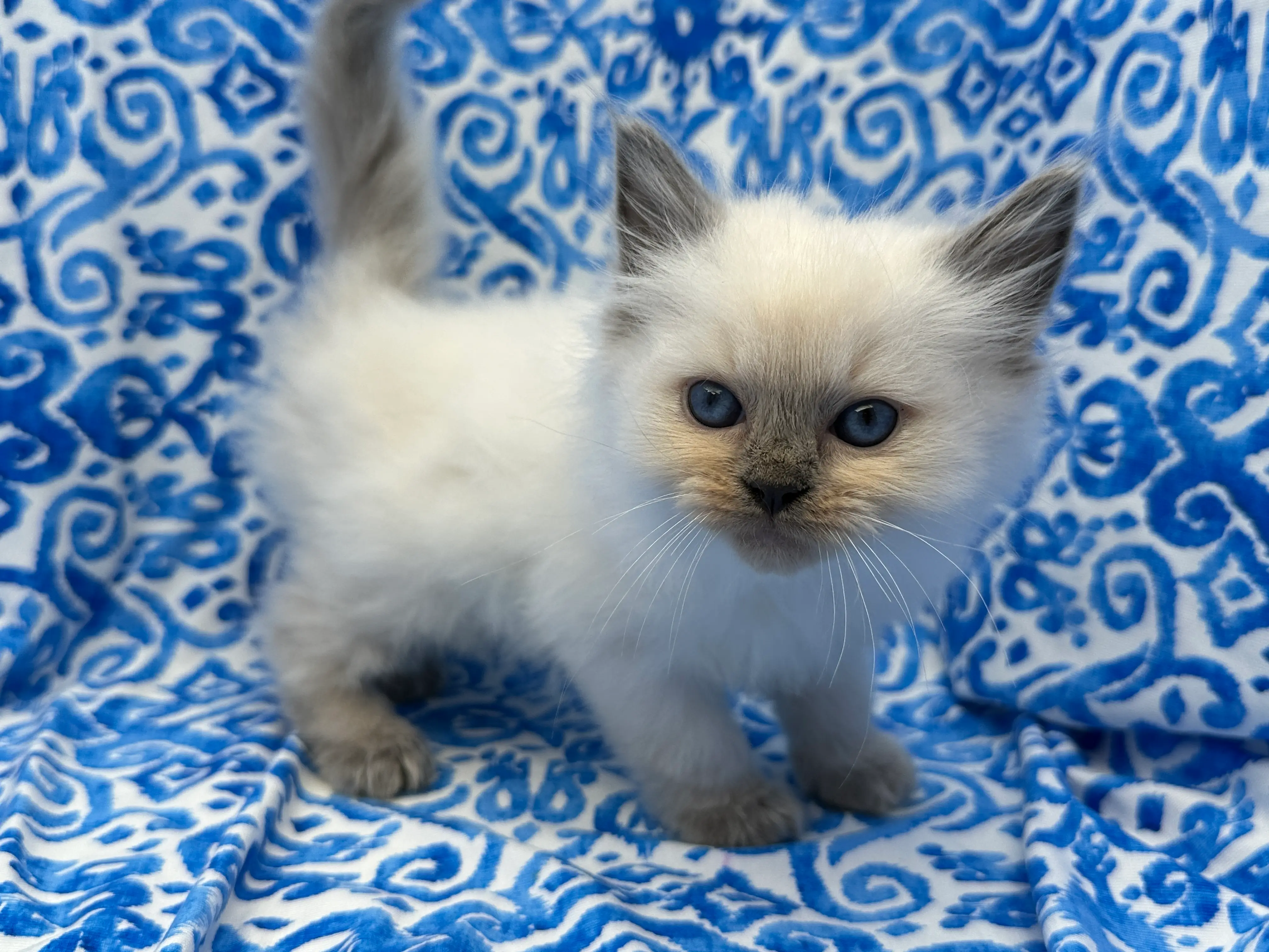 Quality Ragdoll Ragroyalty Ragdolls - Breeders of top quality ragdolls NZ