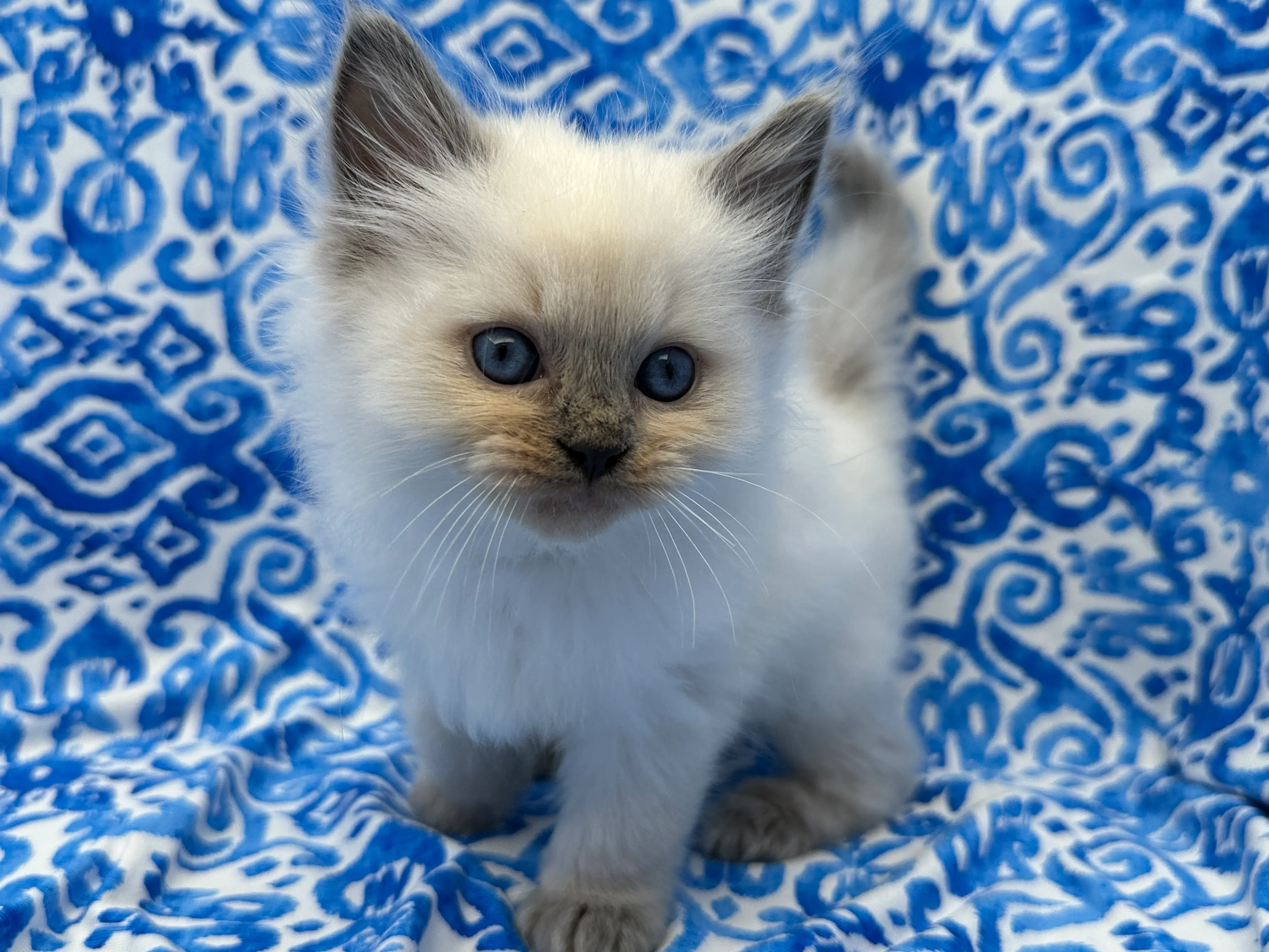Quality Ragdoll Ragroyalty Ragdolls - Breeders of top quality ragdolls NZ