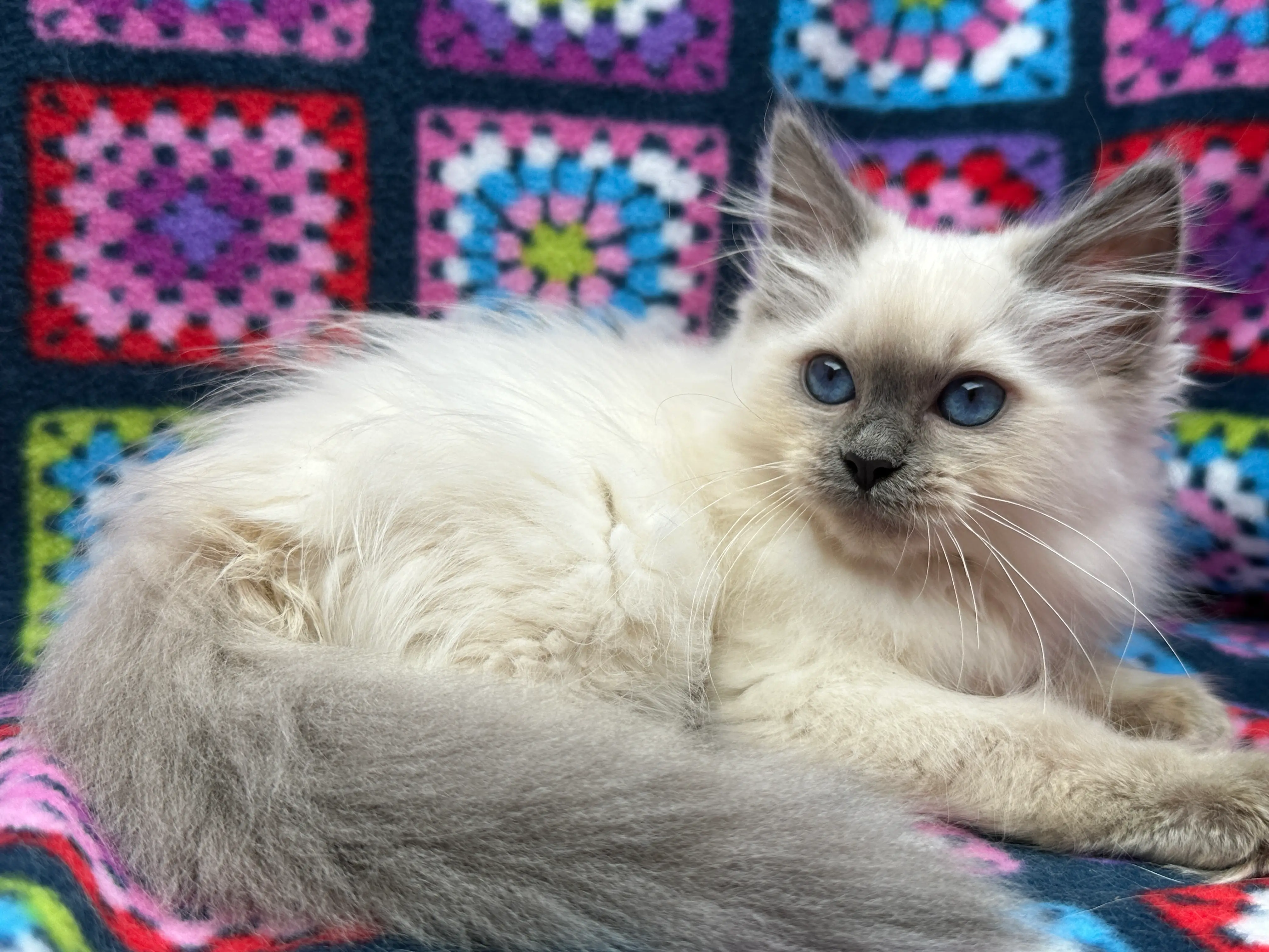 Ragroyalty Ragdolls - Breeders of top quality ragdolls NZ