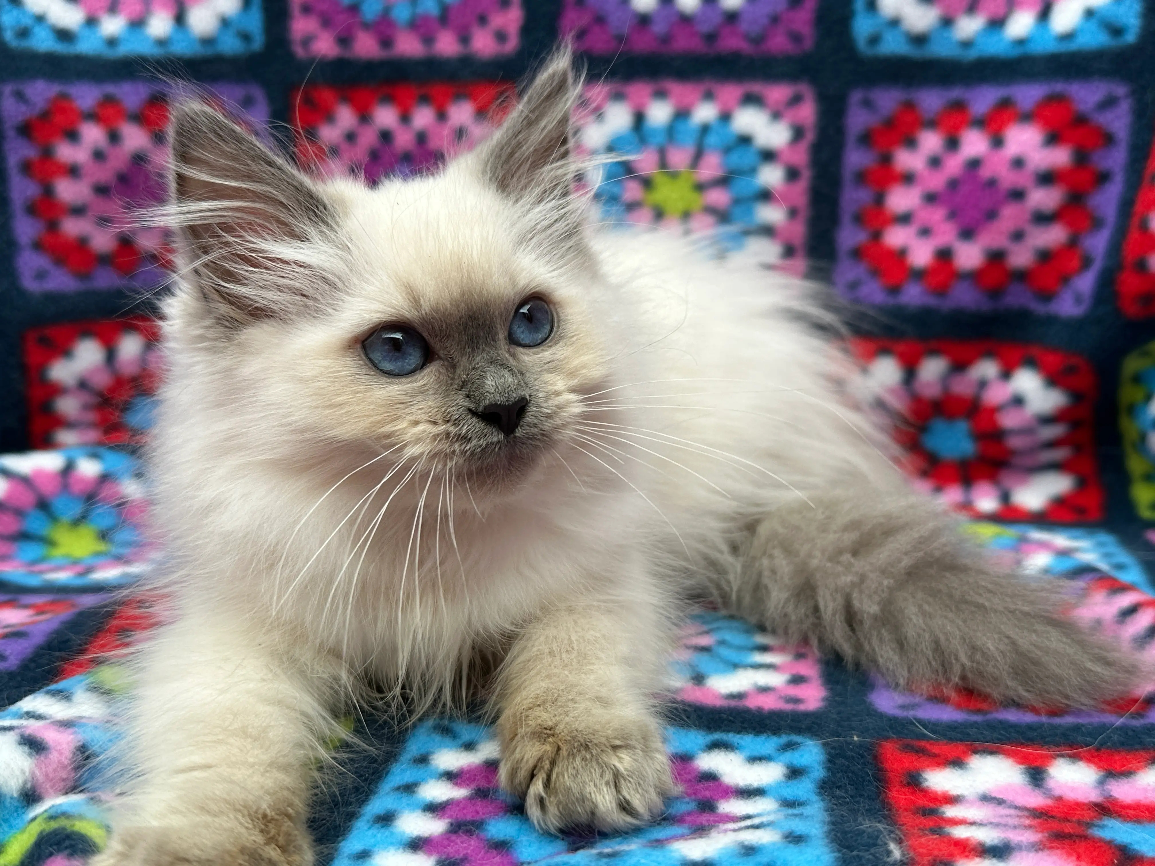 Quality Ragdoll Ragroyalty Ragdolls - Breeders of top quality ragdolls NZ