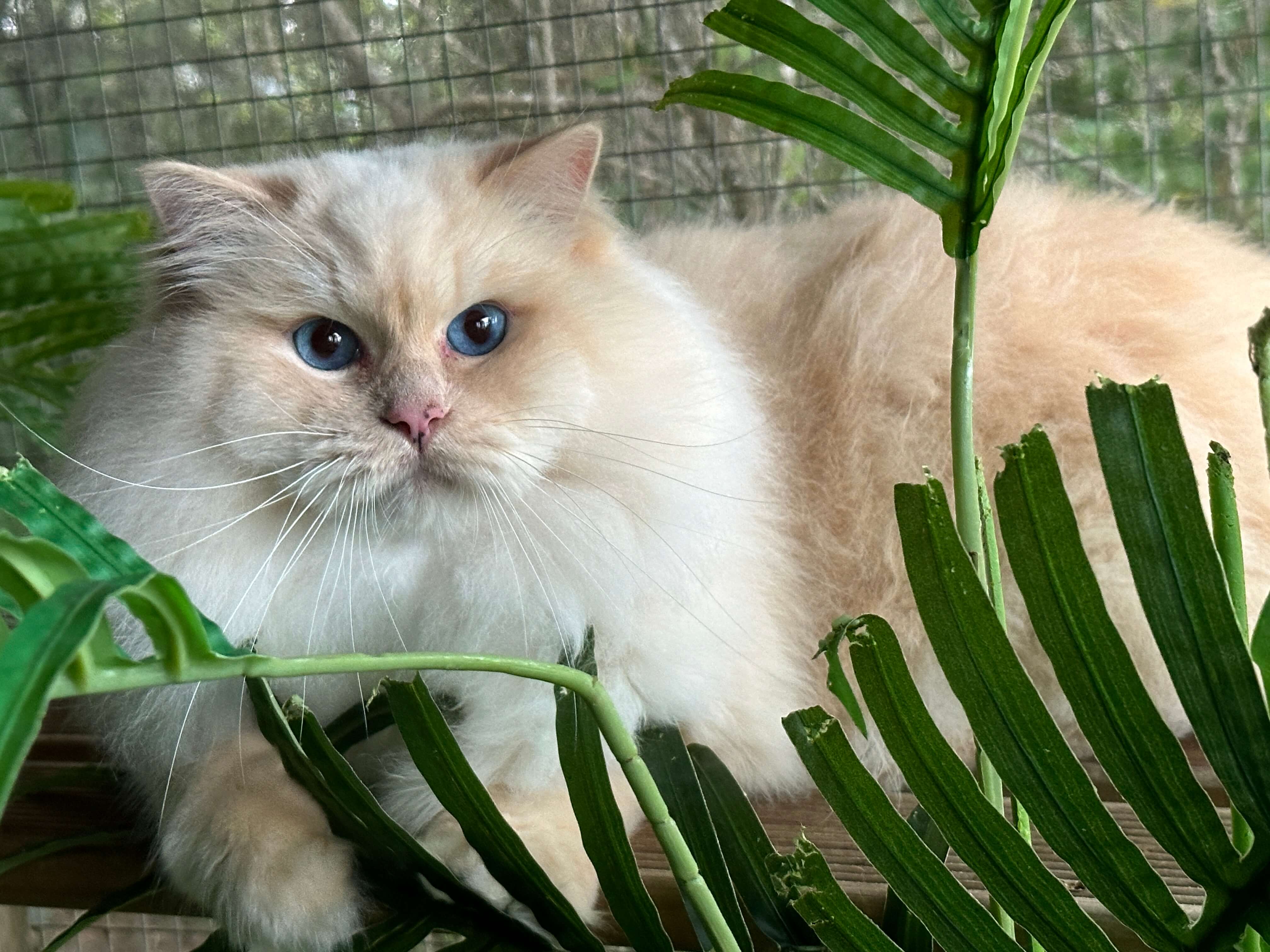 Cream Ragdoll