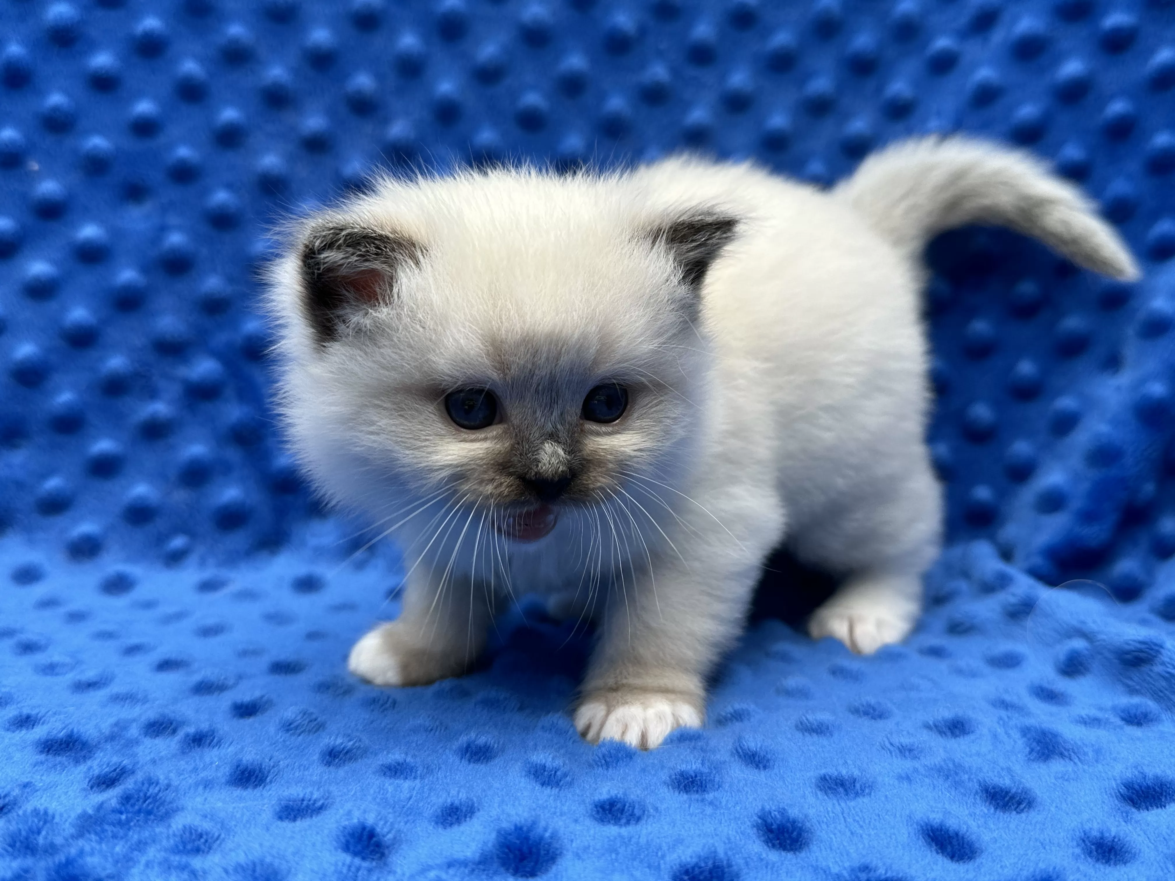 Quality Ragdoll Ragroyalty Ragdolls - Breeders of top quality ragdolls NZ