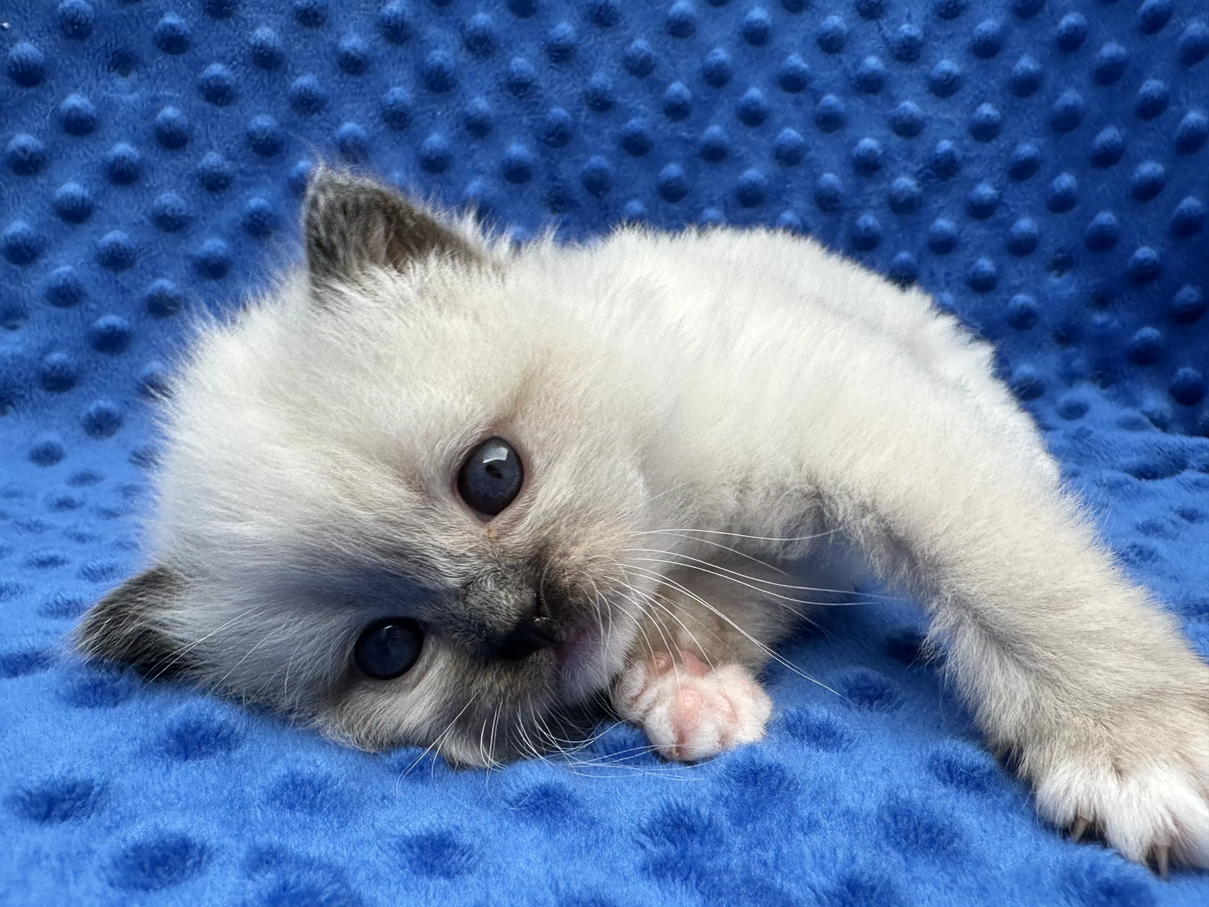 Quality Ragdoll Ragroyalty Ragdolls - Breeders of top quality ragdolls NZ