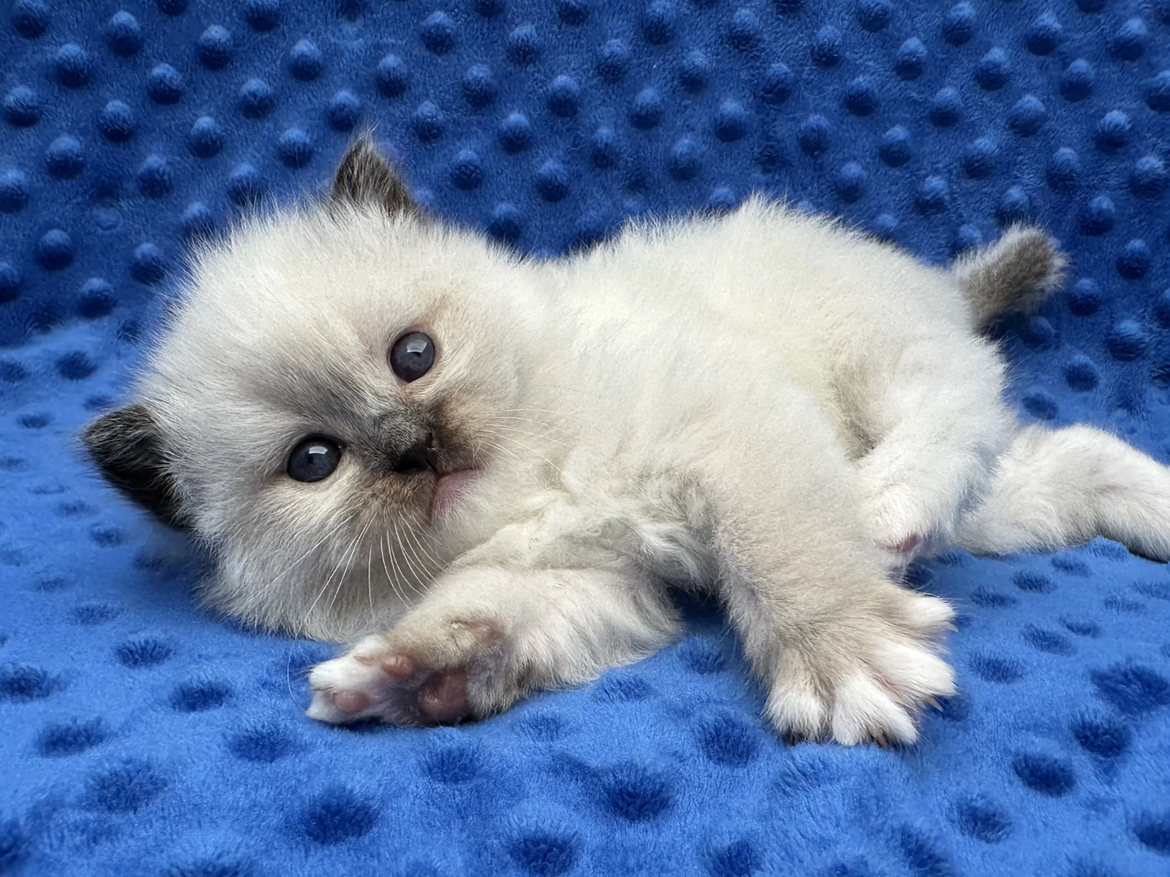 Ragroyalty Ragdolls - Breeders of top quality ragdolls NZ