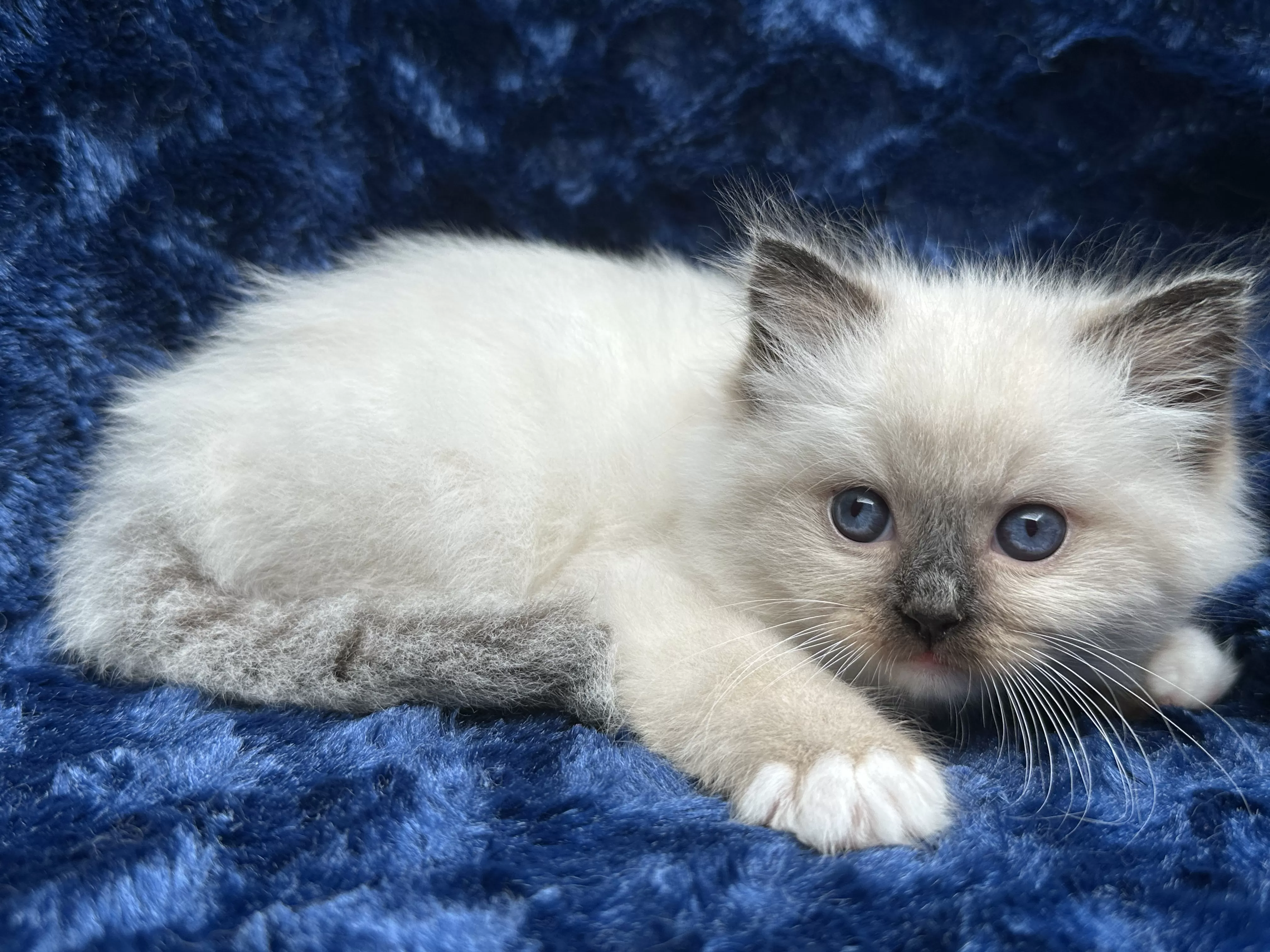 Quality Ragdoll Ragroyalty Ragdolls - Breeders of top quality ragdolls NZ