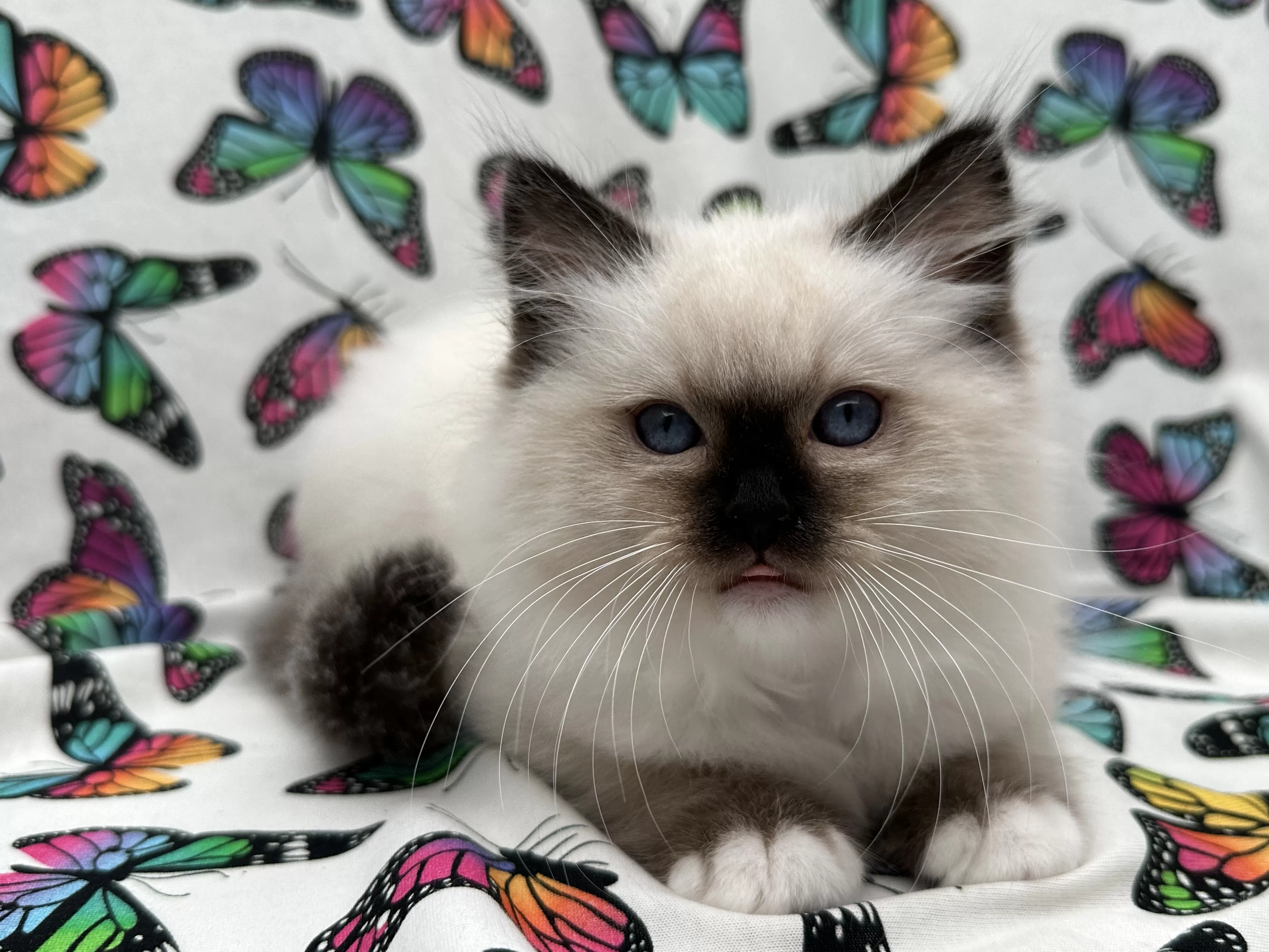 Ragroyalty Ragdolls - Breeders of top quality ragdolls NZ