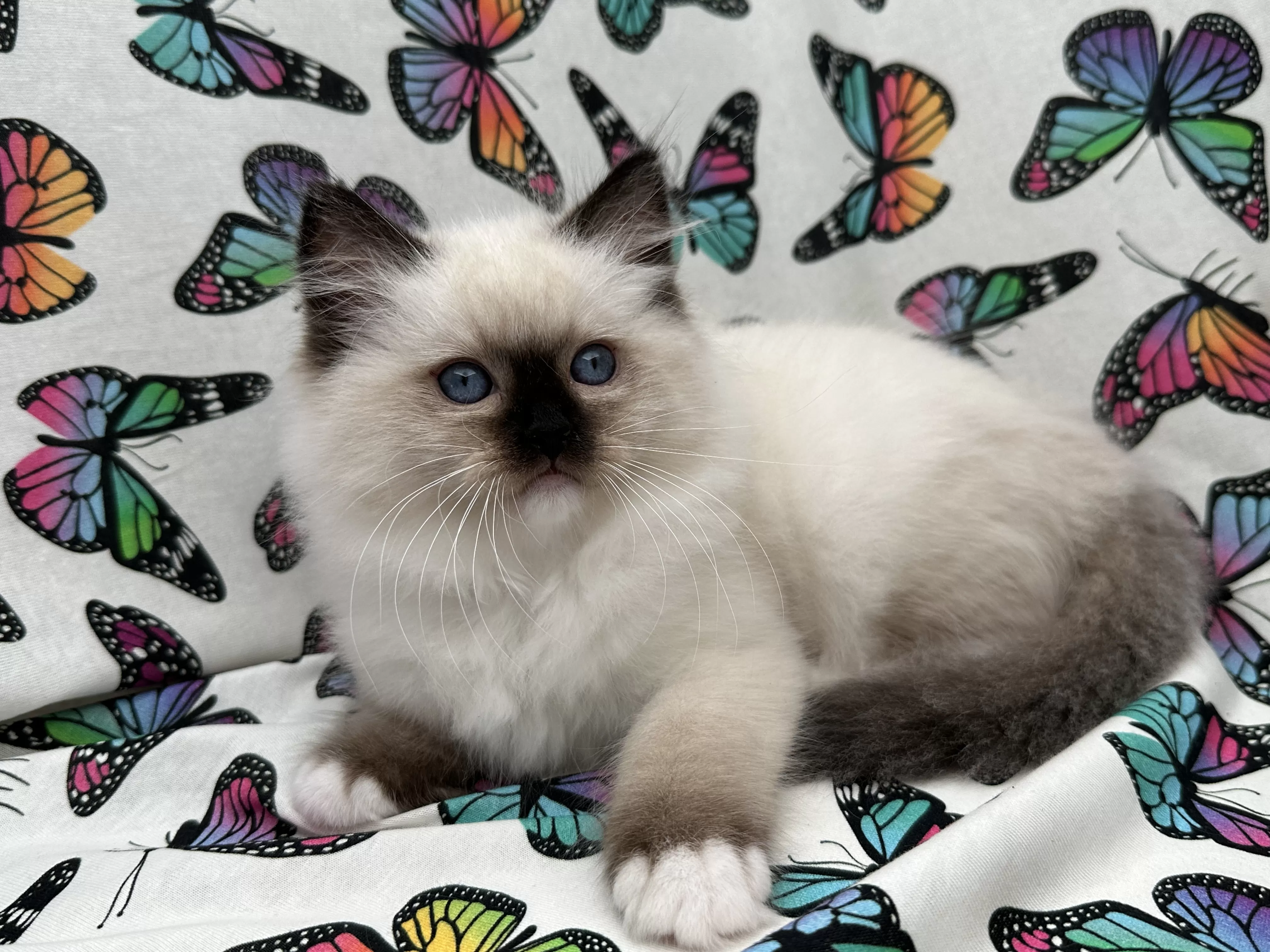 Primavera Ragdoll Ragroyalty Ragdolls - Breeders of top quality ragdolls NZ