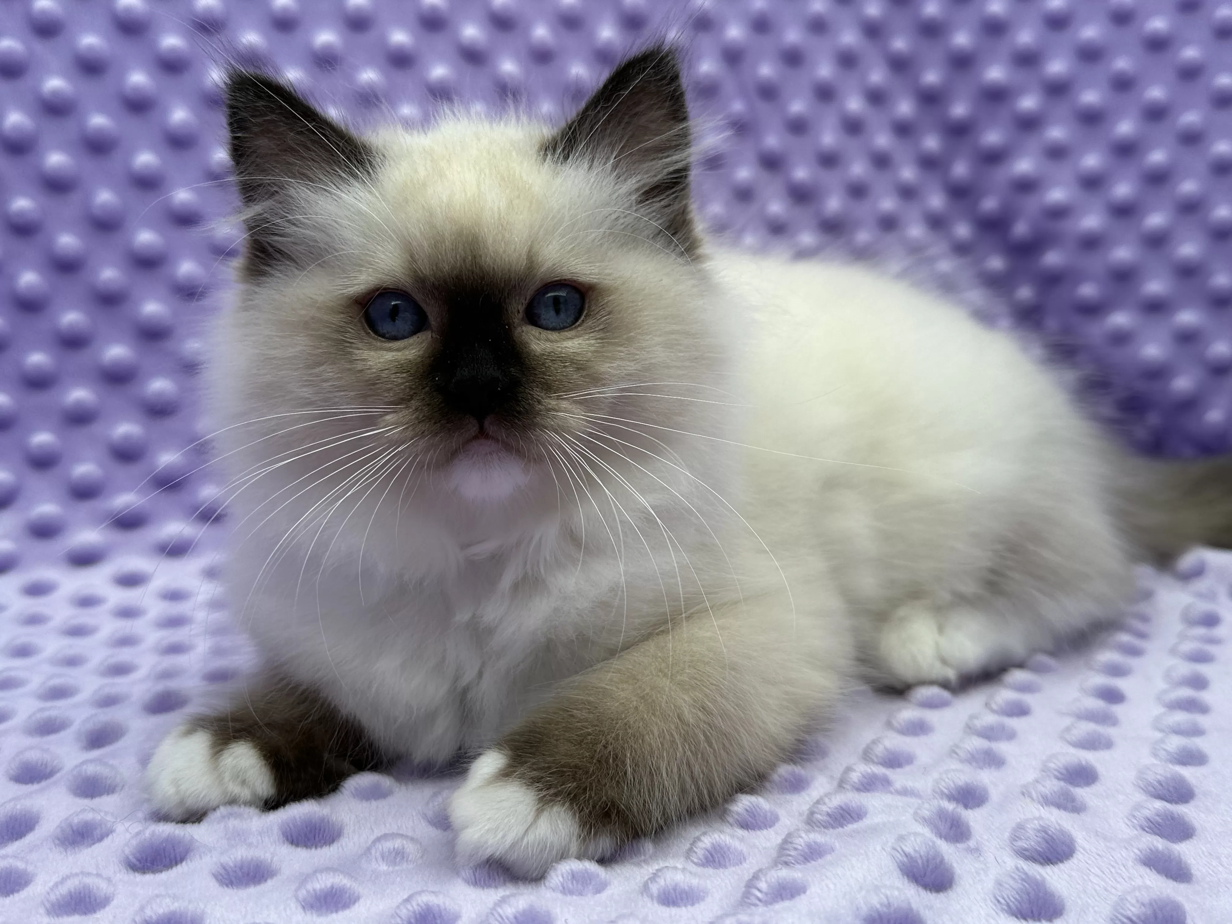 Ragroyalty Ragdolls - Breeders of top quality ragdolls NZ