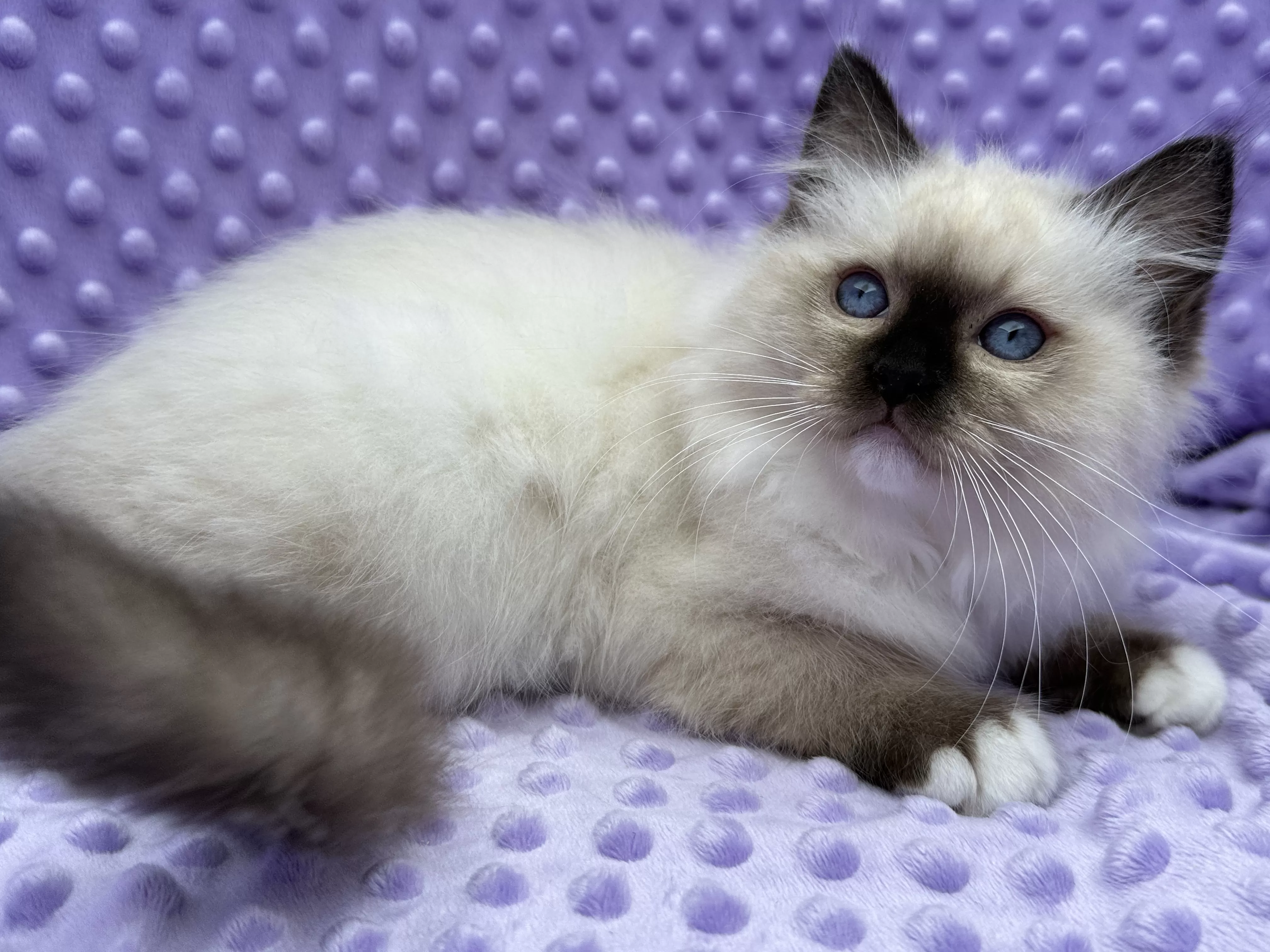 Quality Ragdoll Ragroyalty Ragdolls - Breeders of top quality ragdolls NZ