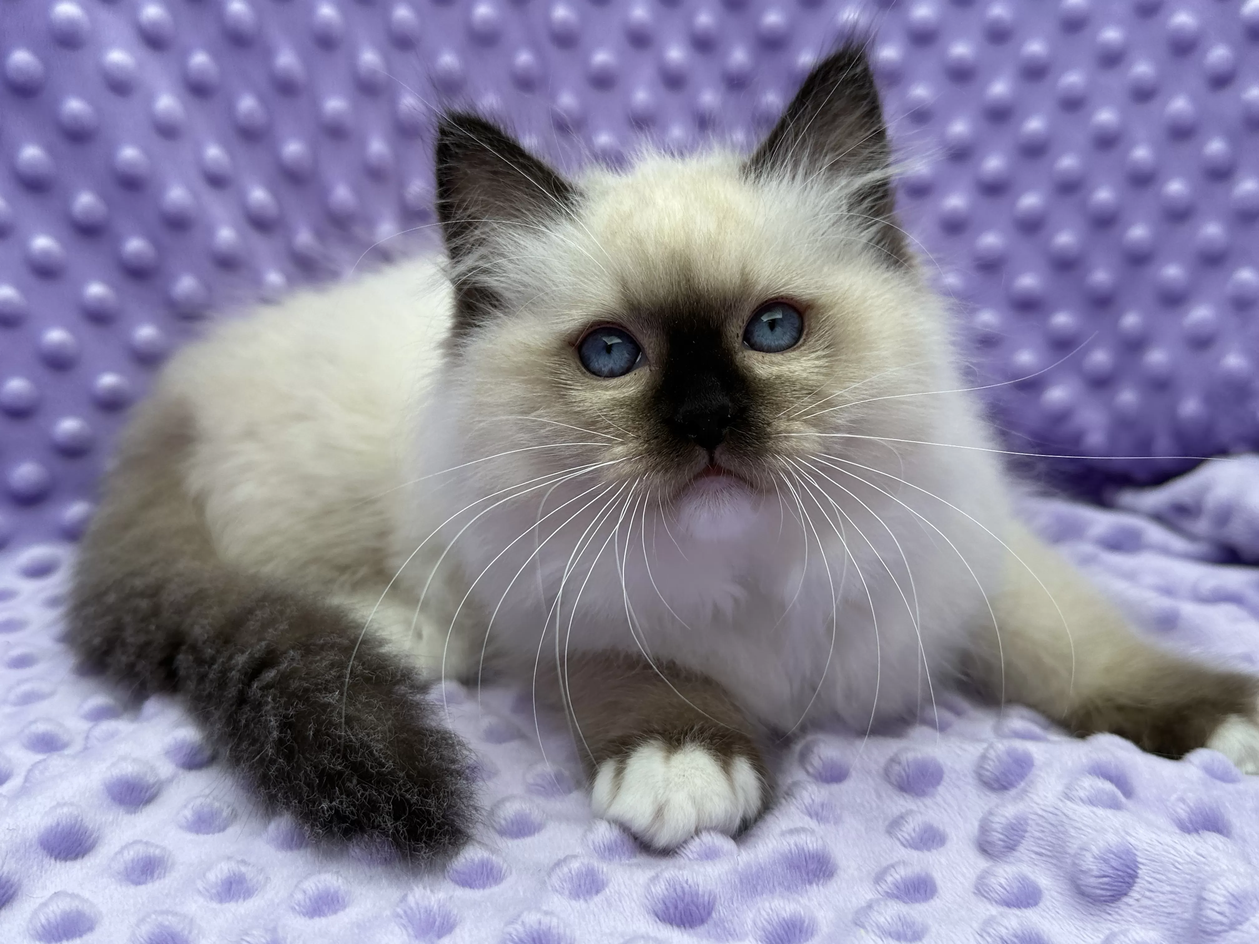 Quality Ragdoll Ragroyalty Ragdolls - Breeders of top quality ragdolls NZ
