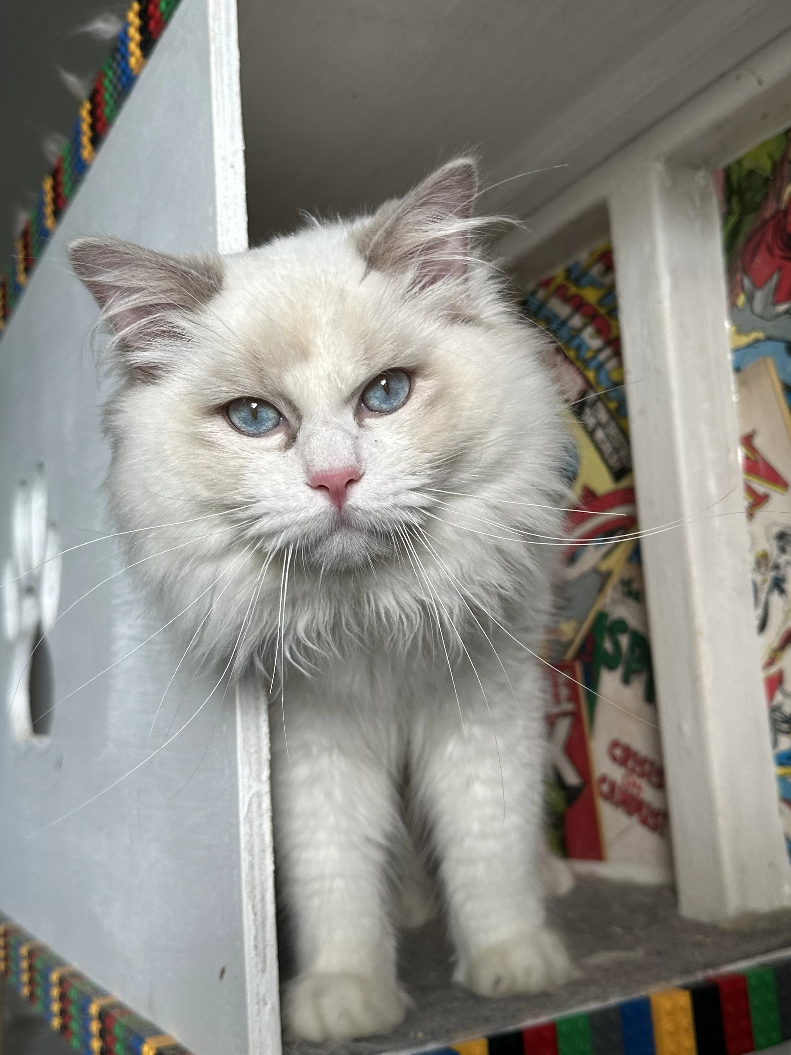 kings gallery image