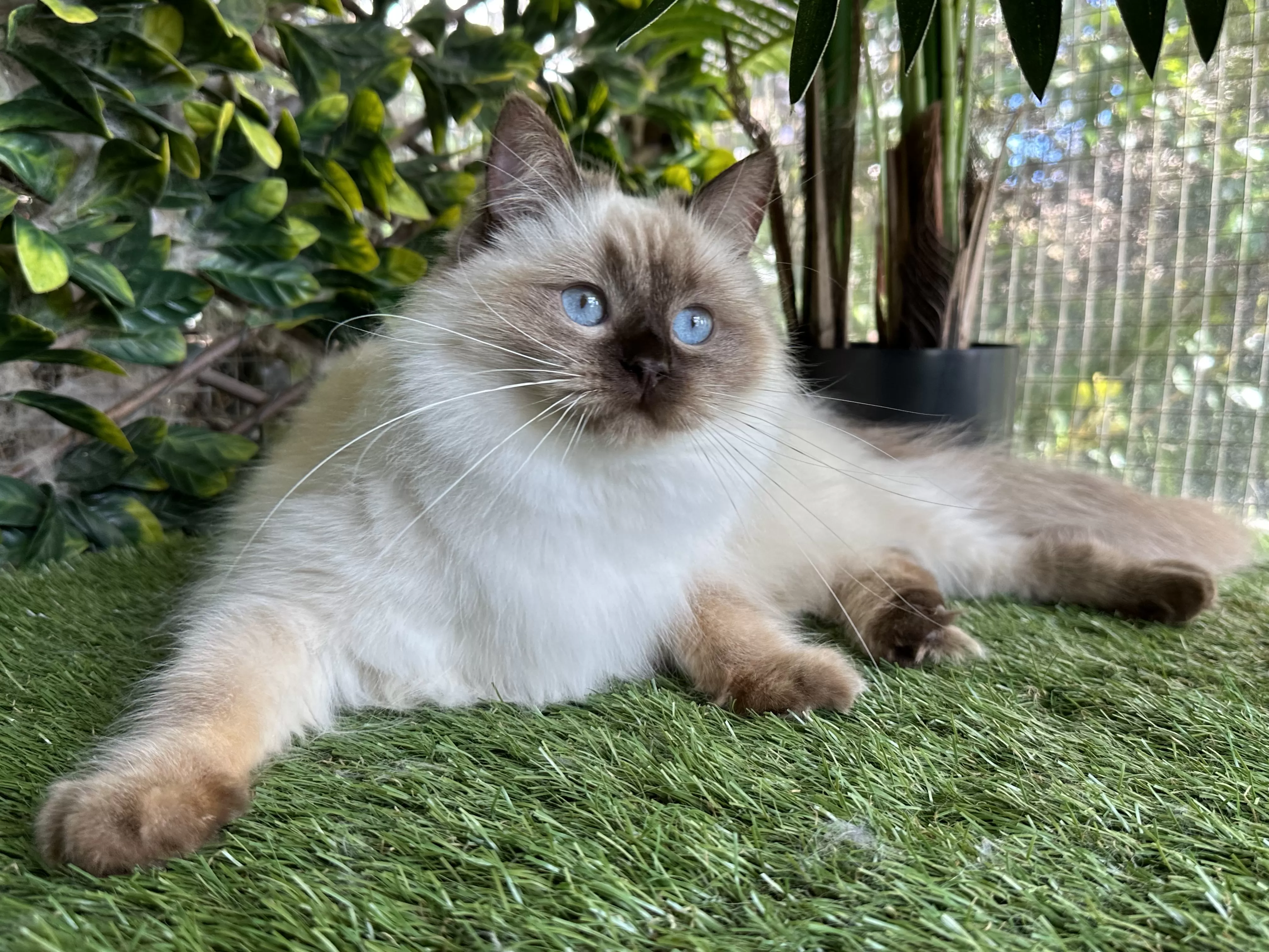 Chocolate Ragdoll