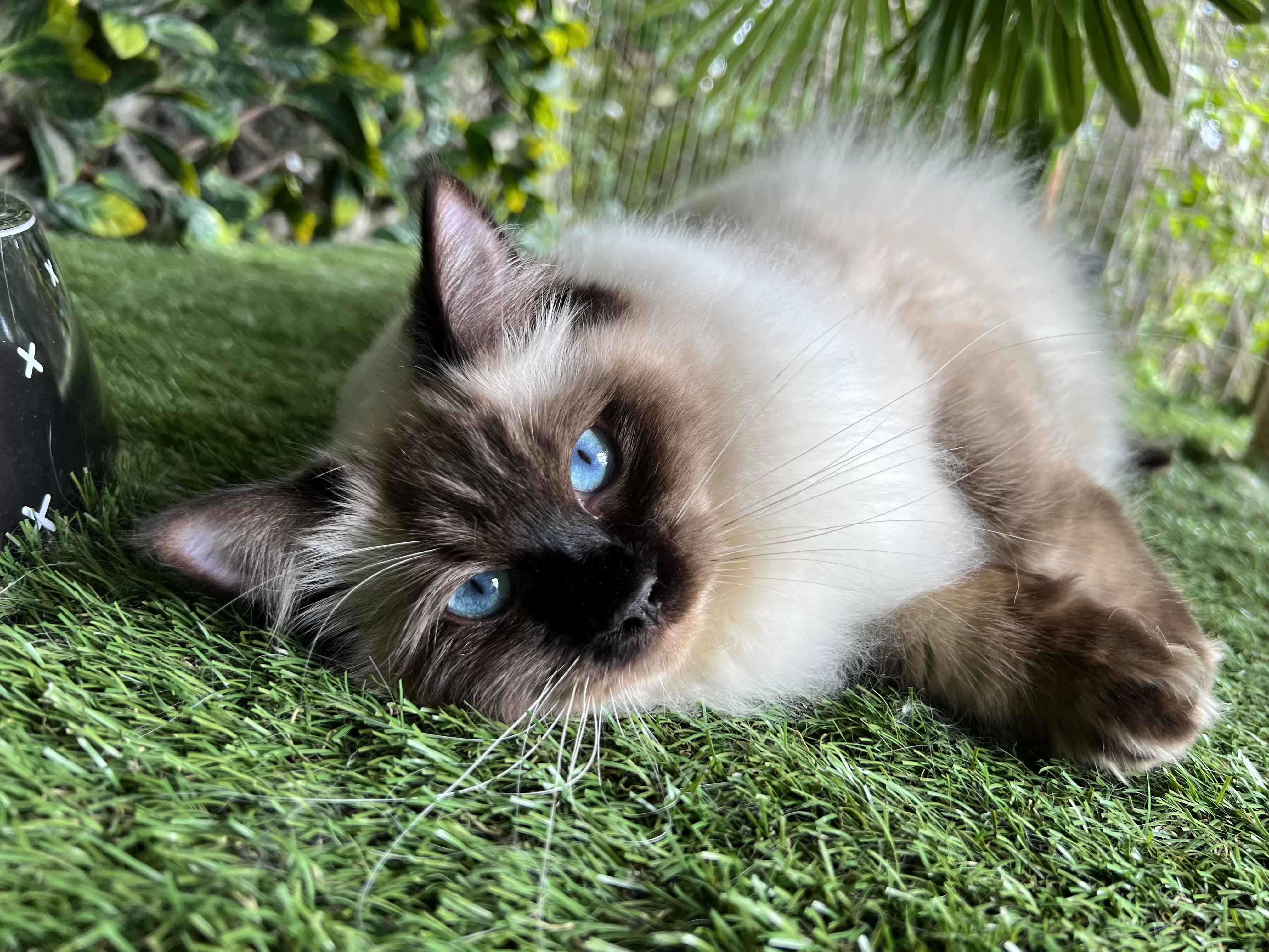 Seal Ragdoll