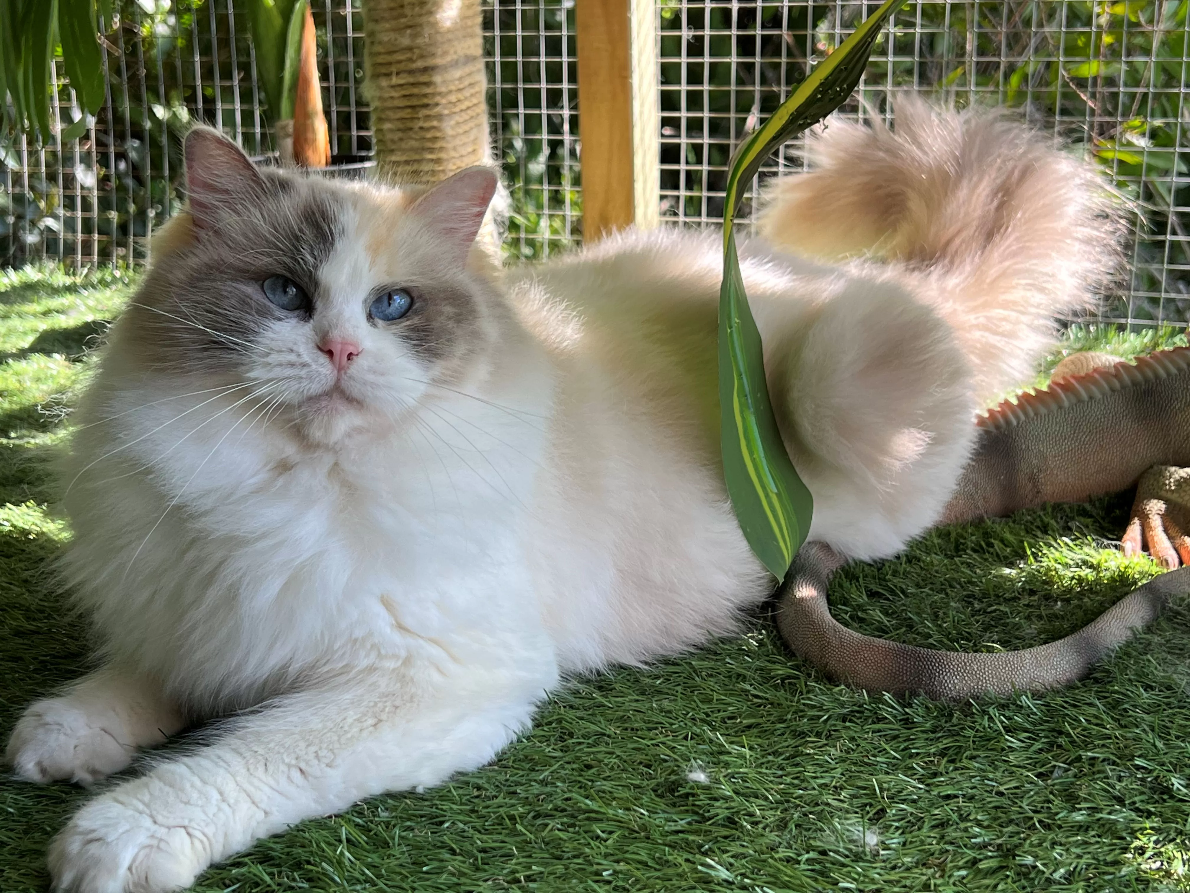 Blue Tortie Ragdoll