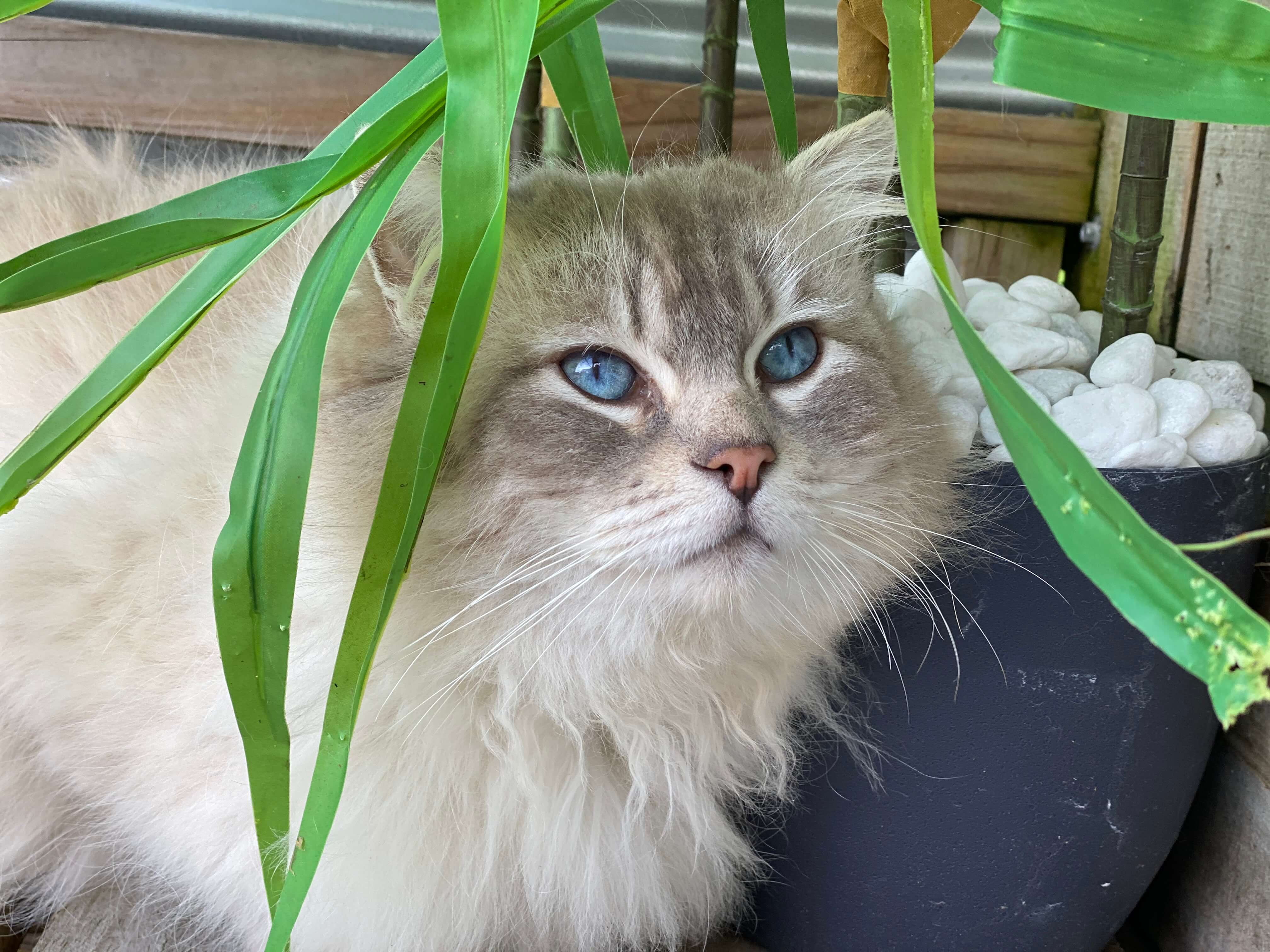 Blue Tabby Ragdoll