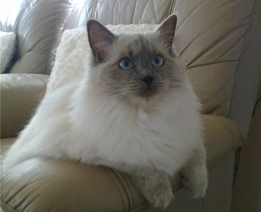 Ragroyalty Catarina